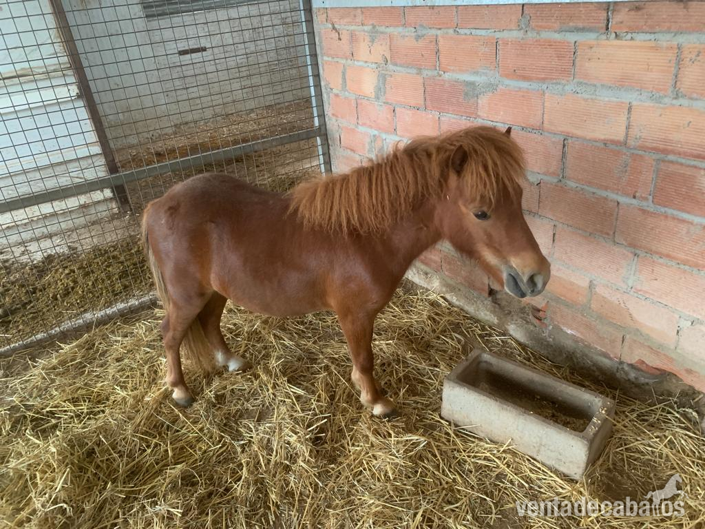 PONY STANLEY MACHO in 