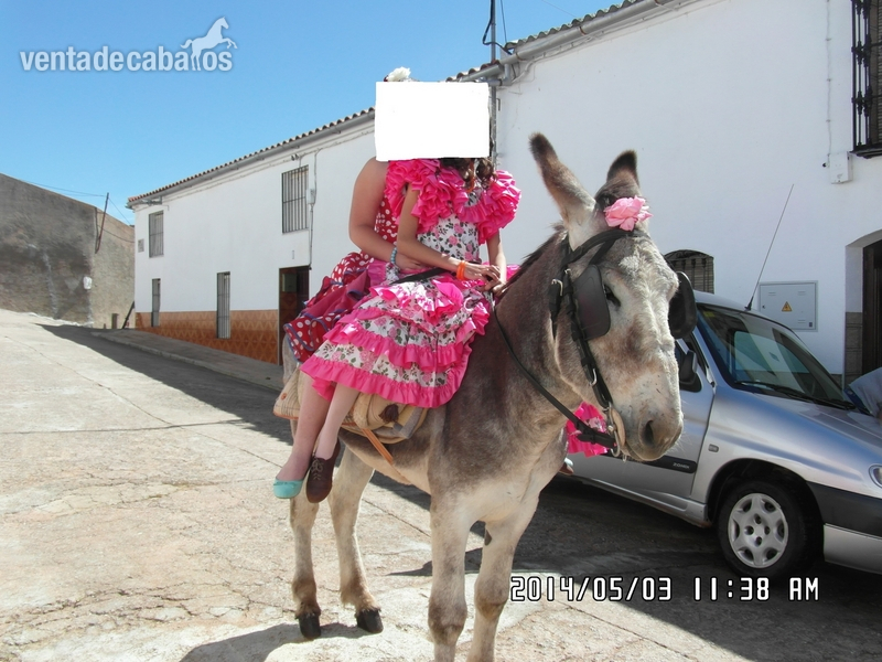 se vende burro in 