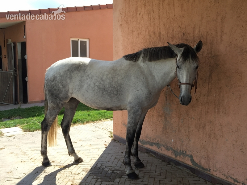 se vende potra PRE in 