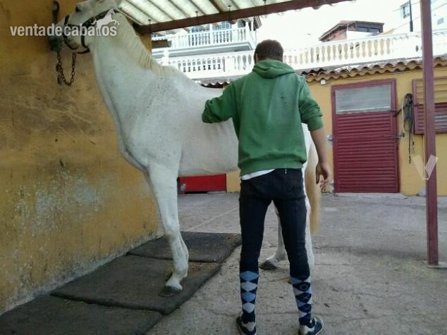 BUEN CABALLO BUEN CABALLO in 