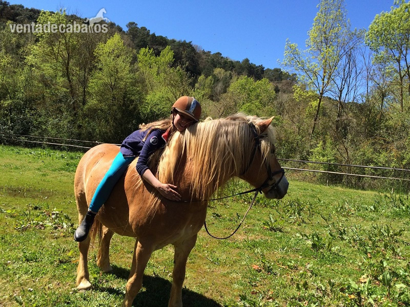 Haflinger en venta in 