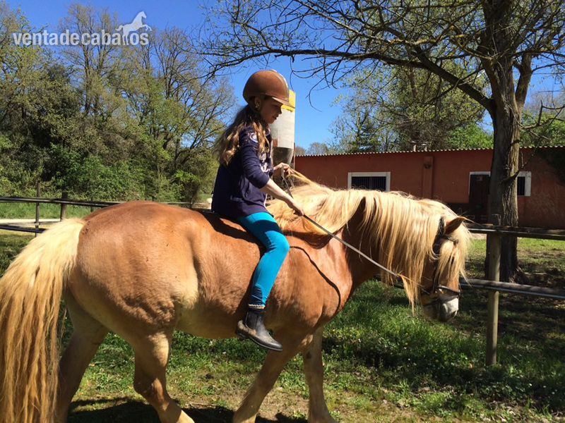 Haflinger