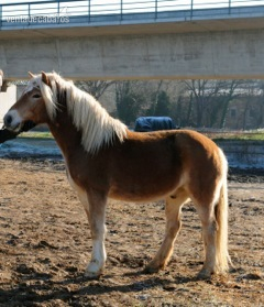 Haflinger {TYPE}