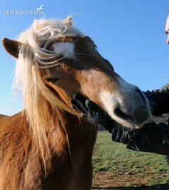 Caballos Capados Haflinger - Haflinger en venta