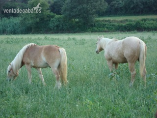 Haflinger en venta - Caballos Capados Haflinger