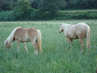 Haflinger en venta - Caballos Capados Haflinger
