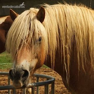 Haflinger en venta - Haflinger