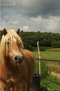 Haflinger en venta - Caballos Capados