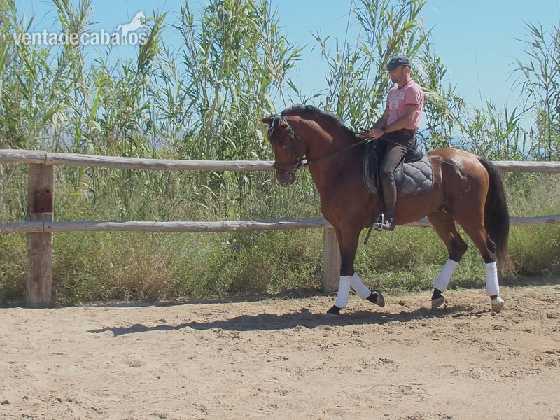 CABALLO PRE DOMA CLASICA NIVEL ALTO in 