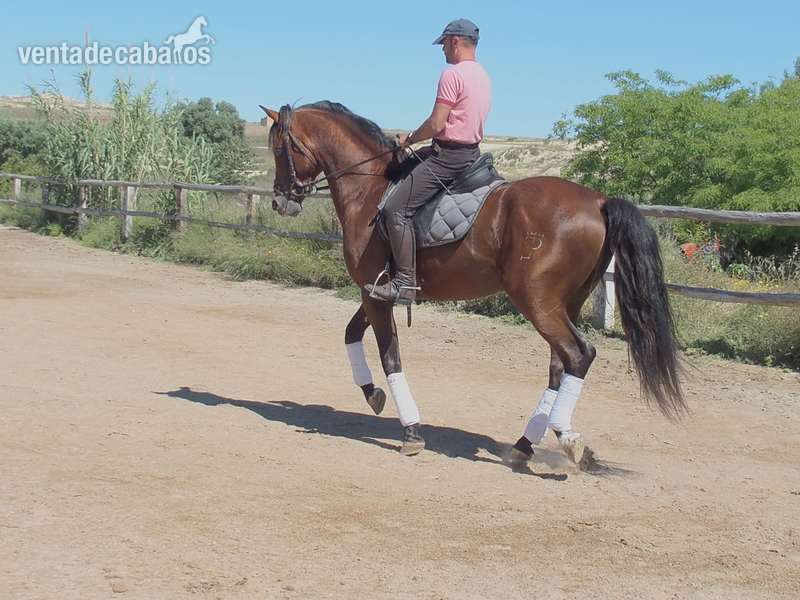 Caballos Pura Raza Española (P.R.E.) PRE - CABALLO PRE DOMA CLASICA NIVEL ALTO