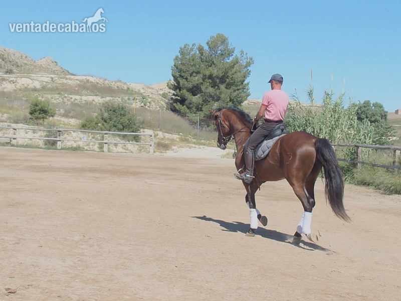 CABALLO PRE DOMA CLASICA NIVEL ALTO - Caballos Pura Raza Española (P.R.E.) PRE