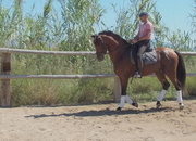 CABALLO PRE DOMA CLASICA NIVEL ALTO