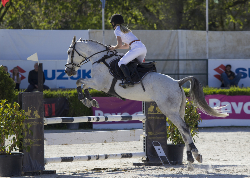Caballo de deporte español {TYPE}