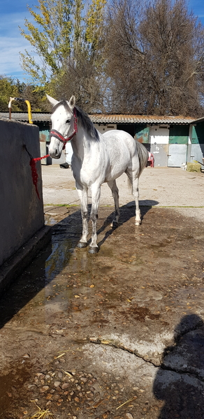 Yegua de salto - Yeguas Caballo de deporte español