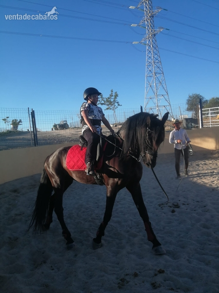 CABALLO PURA SANGRE DOMA in 