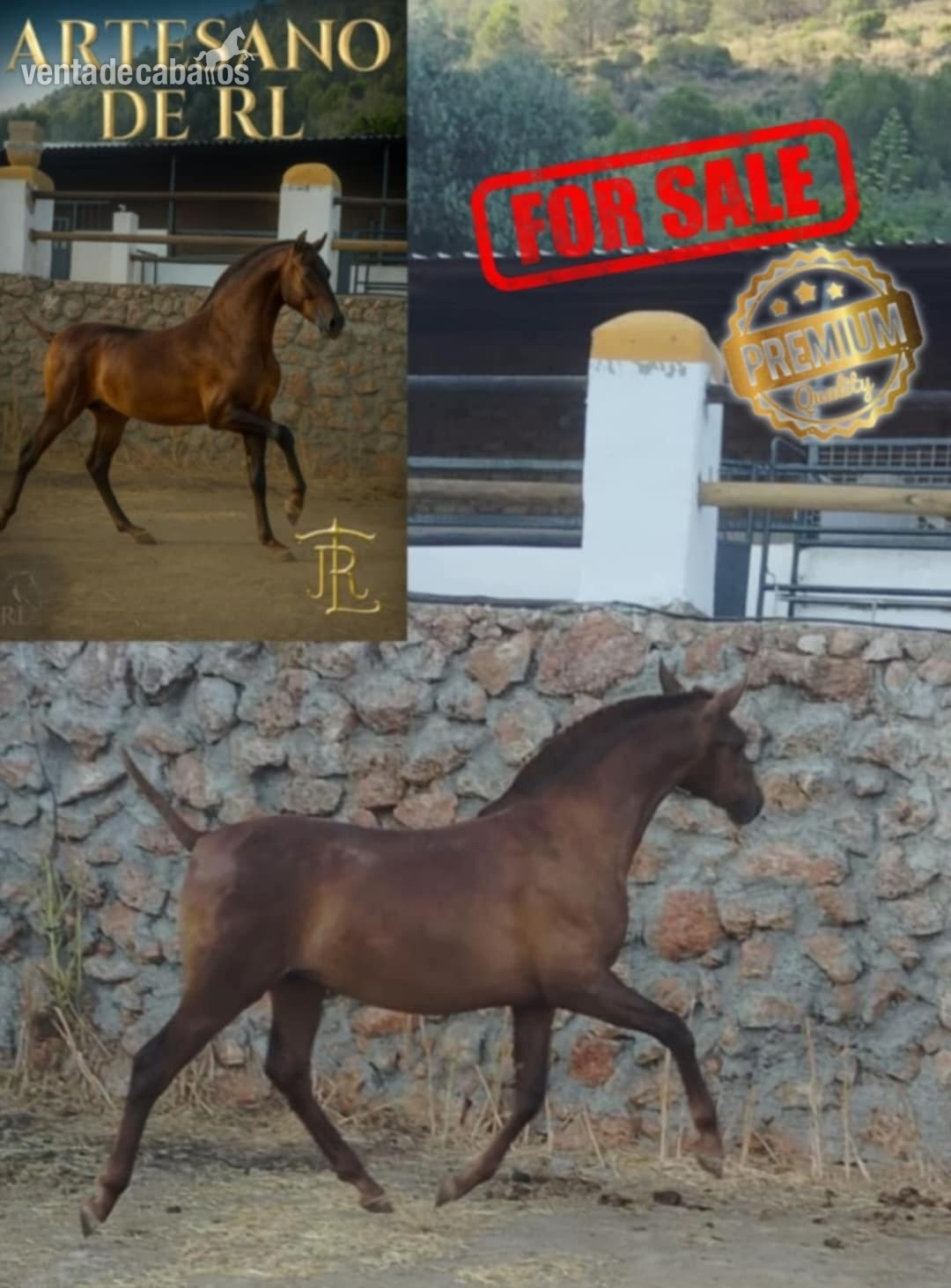 potro pura raza española desteto in 