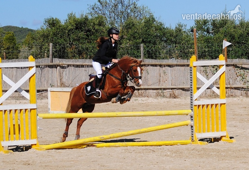 PONY WELSH C DEPORTE/COMPETICION in 