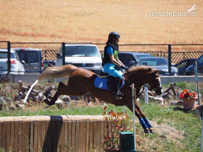 Poni Welsh {TYPE}