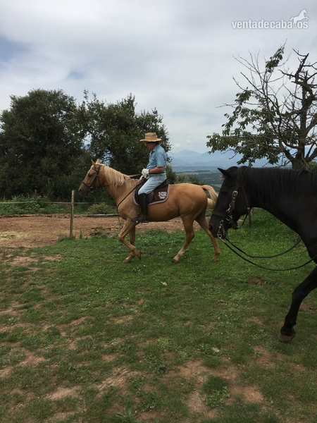 Busco caballo para paseos por bosque, confiable 99%, Altura no más de 155. No se asuste por cualquier imprevisto. Suba y baje del remolque fácilmente. in 