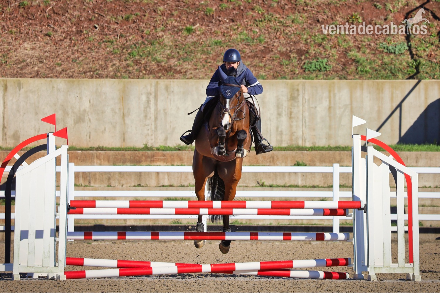 Venta de caballos de salto  in 