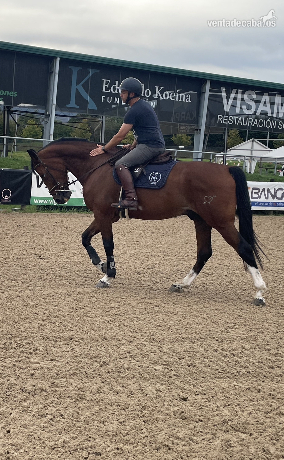 Caballos Capados CDE, HOLS,AA - Venta de caballos de salto 