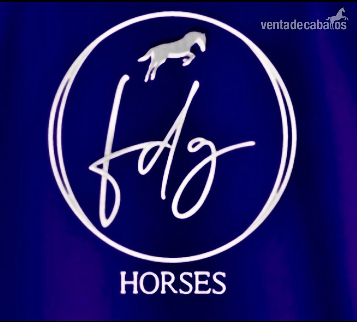 Venta de caballos de salto  - Caballos Capados CDE, HOLS,AA