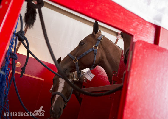  TRANSPORTE DE CABALLOS EN VAN A TODA EUROPA