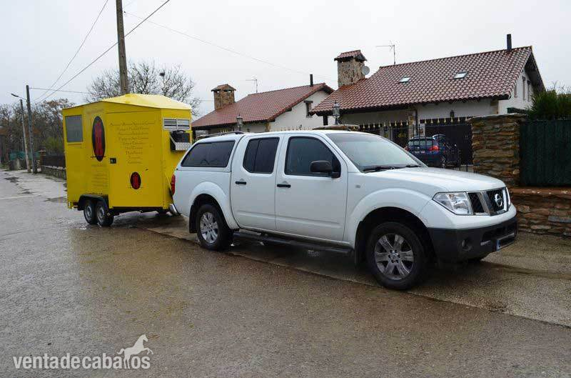 TRANSPORTE DE CABALLOS EN VAN A TODA EUROPA - Transportes de caballos in 