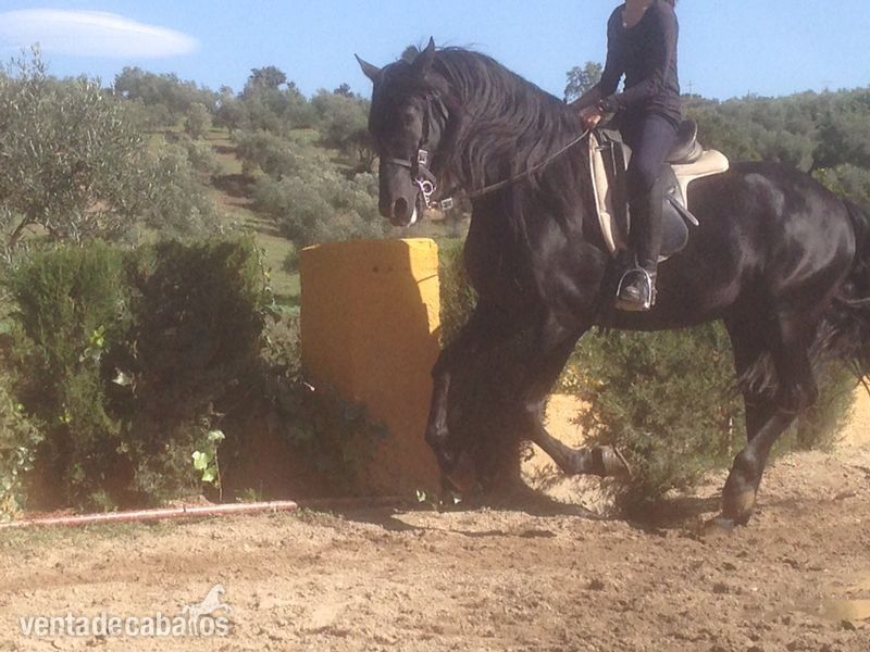VENDO PURA RAZA ESPAÑOLA (PRE) NEGRO in 