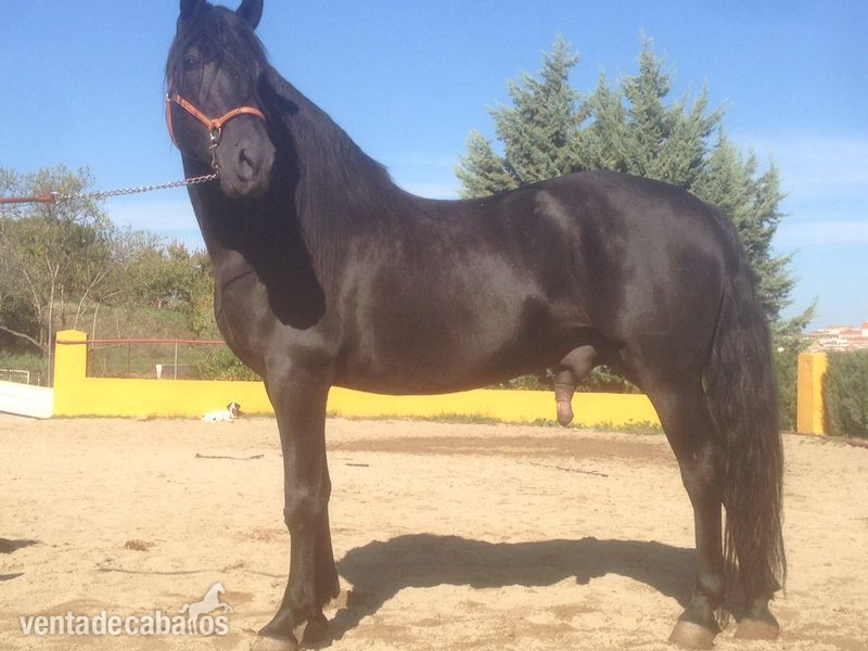 Caballos Pura Raza Española (P.R.E.) Pura Raza Española - VENDO PURA RAZA ESPAÑOLA (PRE) NEGRO