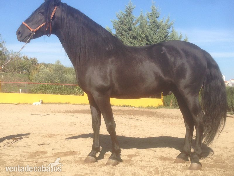 VENDO PURA RAZA ESPAÑOLA (PRE) NEGRO - Caballos Pura Raza Española (P.R.E.) Pura Raza Española