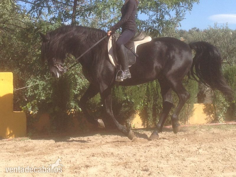 VENDO PURA RAZA ESPAÑOLA (PRE) NEGRO - Caballos Pura Raza Española (P.R.E.)