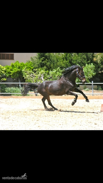 Silla Frances - Quatoubet du Mourau - Caballos Capados in 