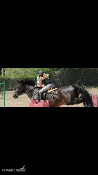Silla Frances - Quatoubet du Mourau - Caballos Capados