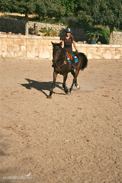 Silla francés