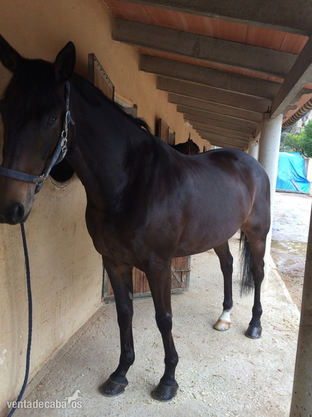Caballos Capados Silla francés - Silla Frances - Quatoubet du Mourau