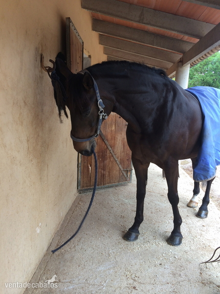 Silla Frances - Quatoubet du Mourau - Caballos Capados Silla francés