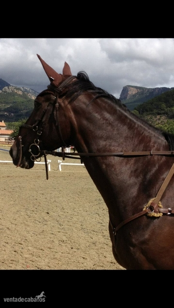 Silla Frances - Quatoubet du Mourau - Caballos Capados