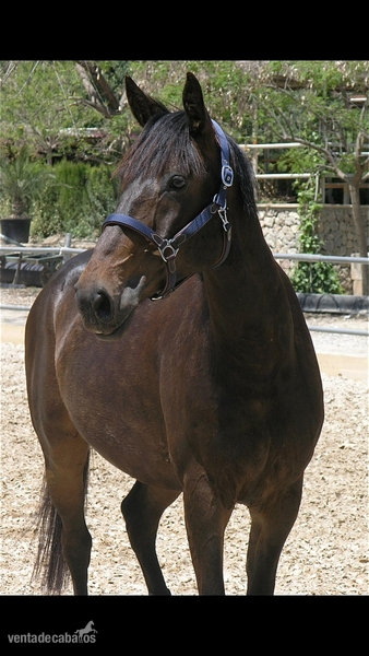  Silla Frances - Quatoubet du Mourau