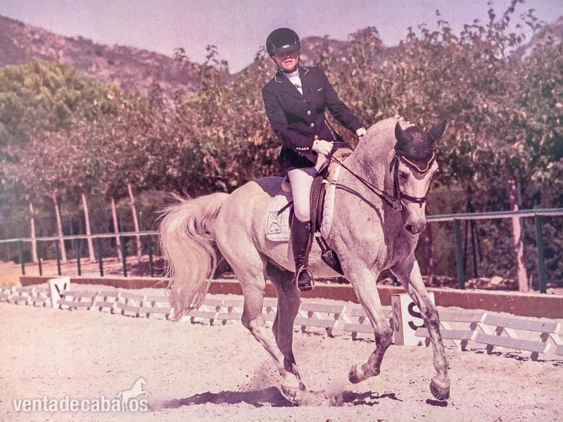 Caballo Doma Clasica nivel IV in 