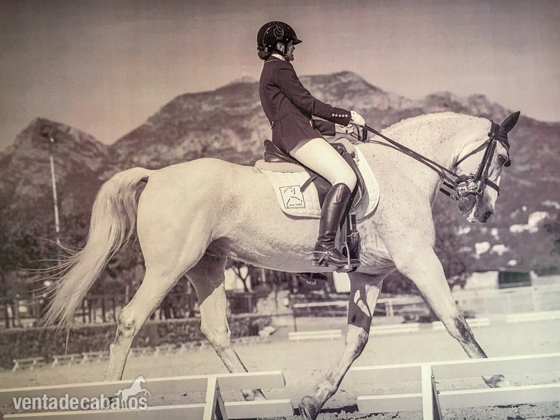 Cruzado {TYPE}
