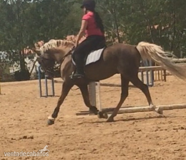 Caballos Enteros Cuarto de milla con hispano arabe - Caballo perla iniciado en salto, con chispa 
