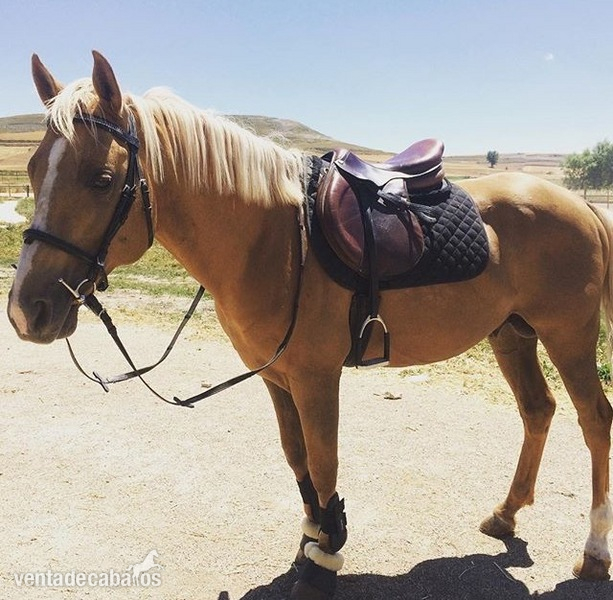Caballo perla iniciado en salto, con chispa  - Caballos Enteros Cuarto de milla con hispano arabe