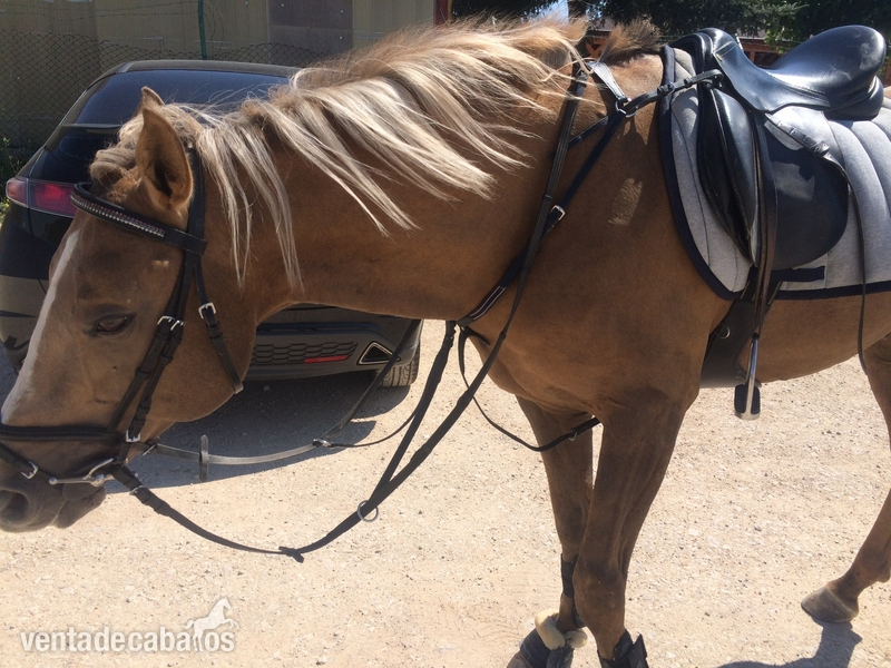 Caballo perla iniciado en salto, con chispa  - Cuarto de milla con hispano arabe