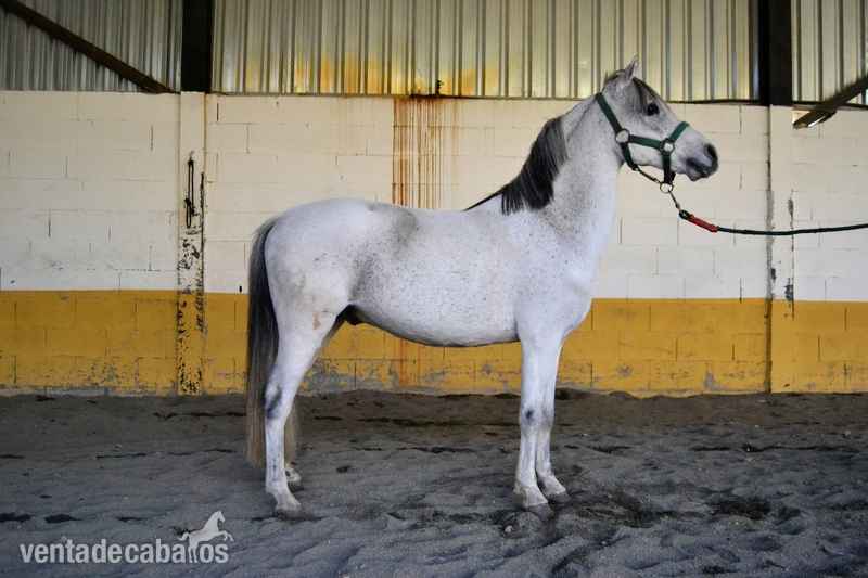 PONI WELSH DE SALTO in 