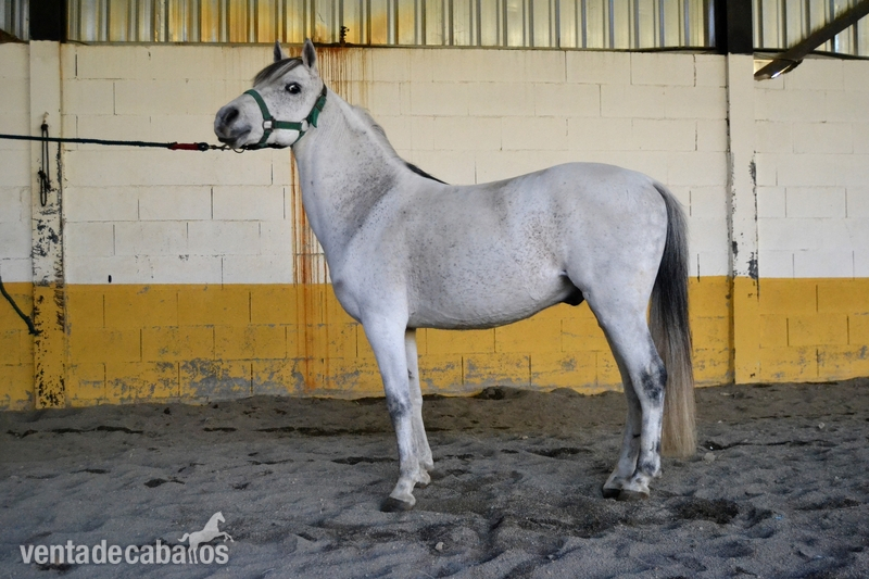 Poni Welsh