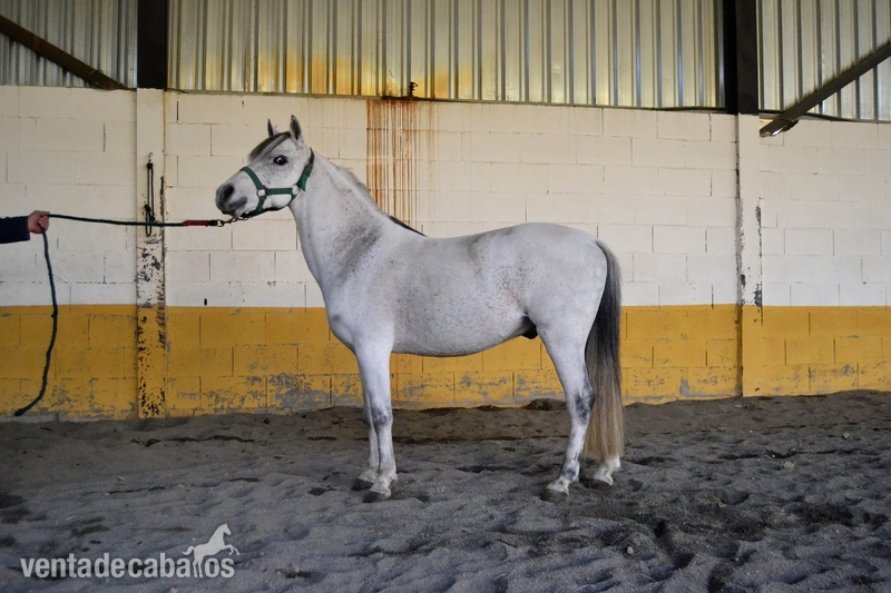 Poni Welsh {TYPE}