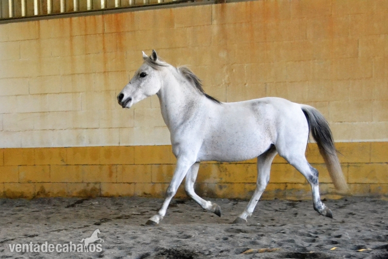Ponis Pony Club Poni Welsh - PONI WELSH DE SALTO