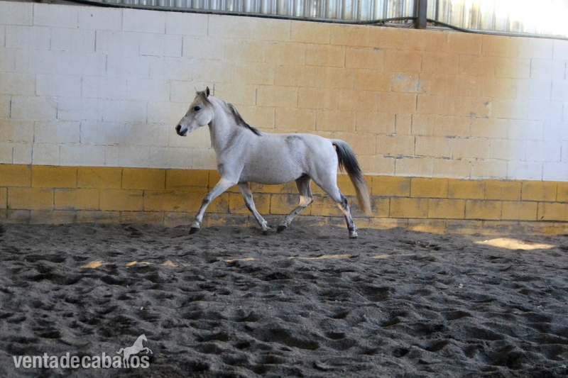 PONI WELSH DE SALTO - Ponis Pony Club Poni Welsh