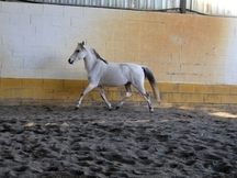 PONI WELSH DE SALTO